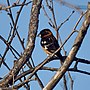 Thumbnail for File:Black-headed Grosbeak (41377781552).jpg