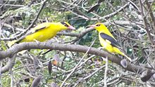 Black-naped oriole with Indian golden oriole Black-naped Oriole (Oriolus chinensis) with Indian Golden Oriole (Oriolus kundoo).jpg