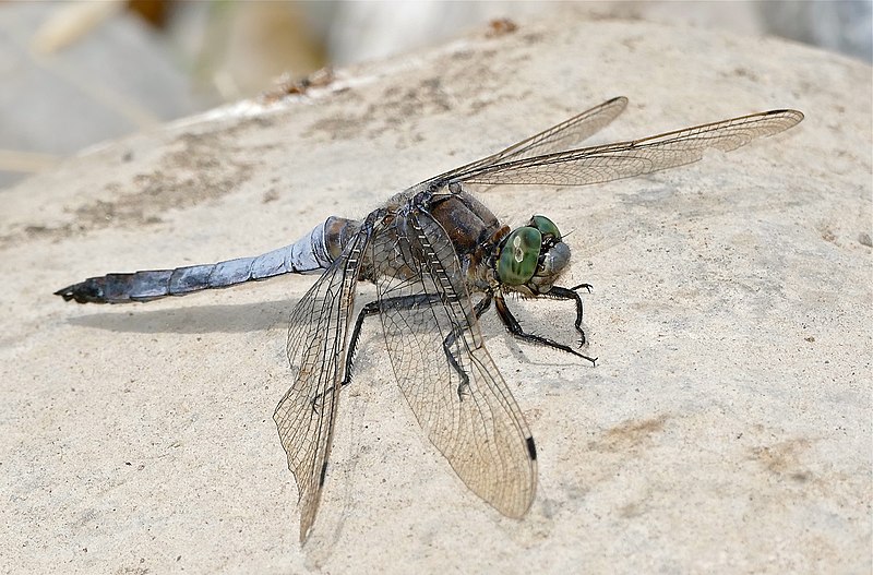 File:Black-tailed Skimmer (Orthetrum cancellatum) male (35494940822).jpg