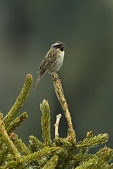 Black-throated Accentor - Kazakistan S4E3967 (17037004490) .jpg