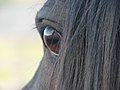 Oeil d'un cheval arabe noir.