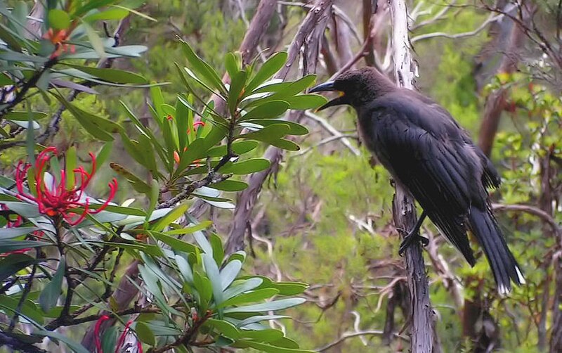 File:Black Currawong, Cradle Mountain.jpg