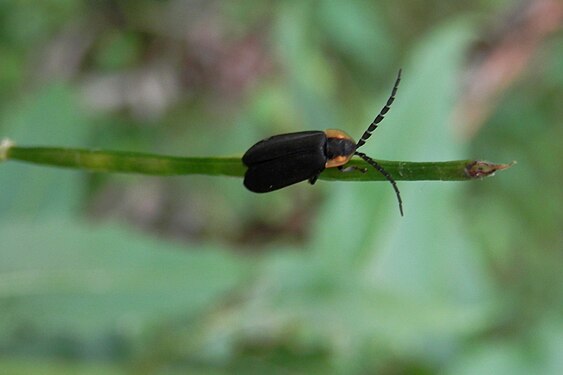 Beetle (Order: Coleoptera)