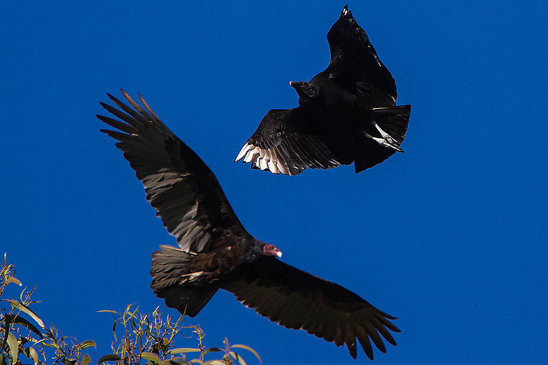 File:Black Vulture (coragyps atratus) & Turkey Vulture (cathartes aura) (8470080834).jpg