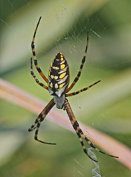 Аргиопа. Argiope aurantia. Argiope aurantia паук. Крымский паук Аргиопа. Паук Аргиопа самец.