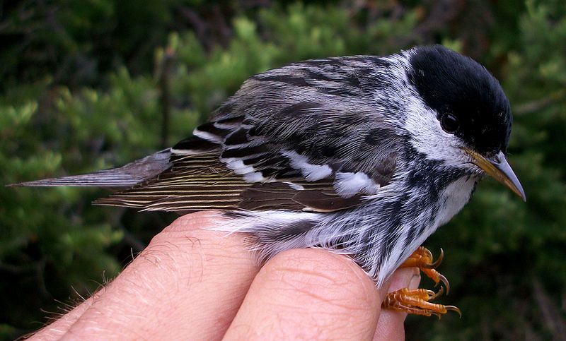 File:Blackpoll Warbler PJT.JPG