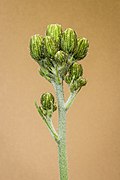 Flower buds of Hieracium maculatum(spotted hawkweed)