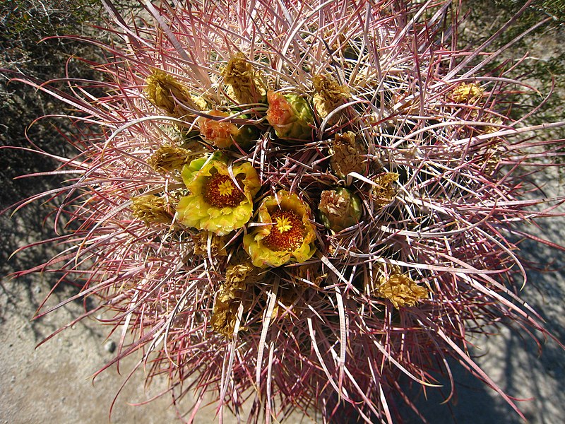 File:Blooming barrel cactus.jpg