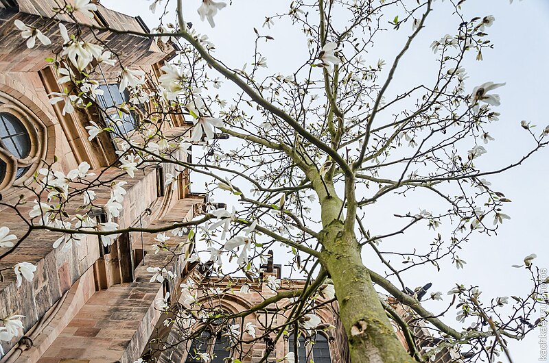 File:Blooming tree near Elisabethkirche (Marburg, 2015) - panoramio.jpg