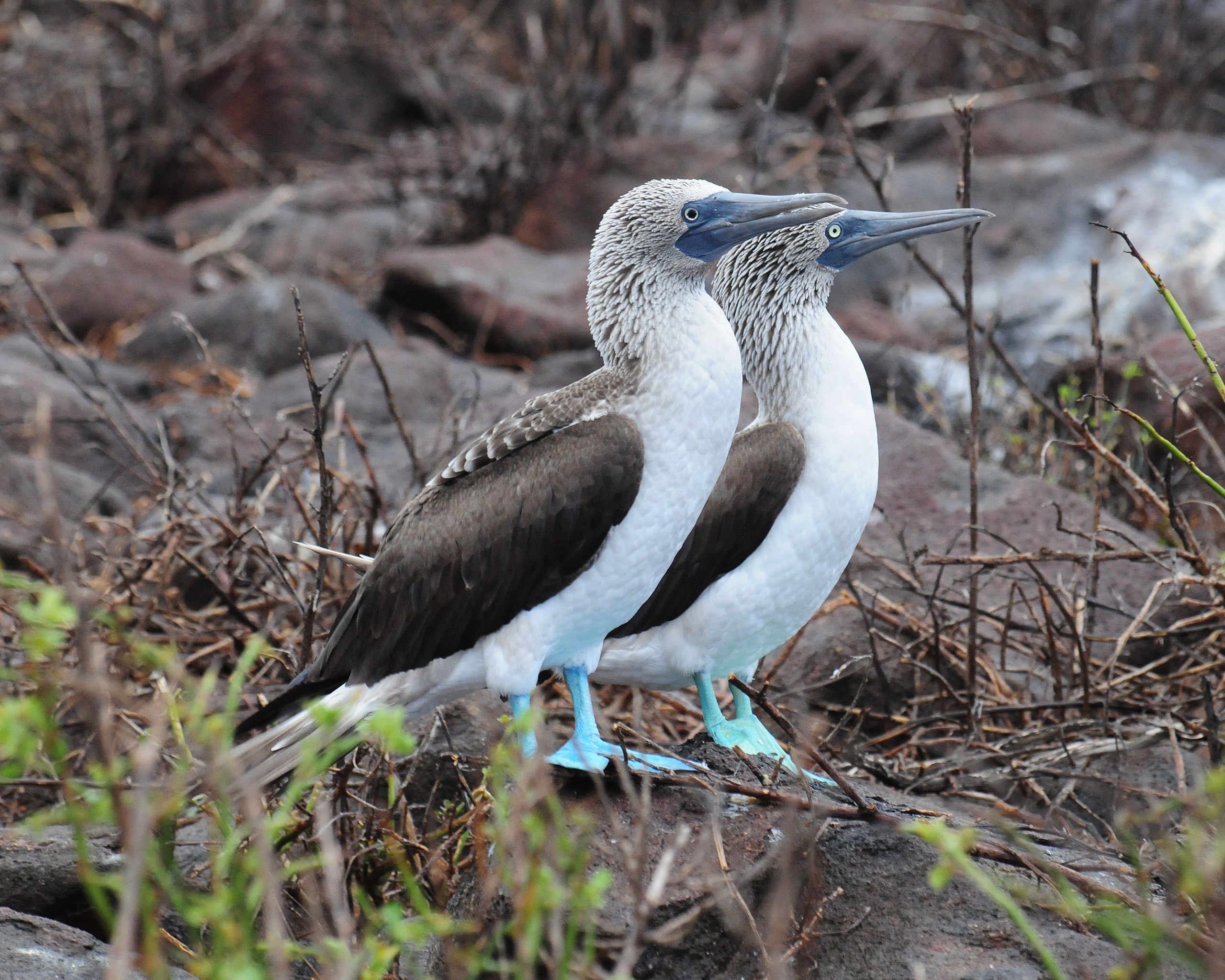 File:Blue-footed Booby (4884590463).jpg - Wikimedia Commons