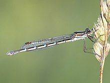 Blauer Ringtail, Austrolestes annulosus, female.jpg