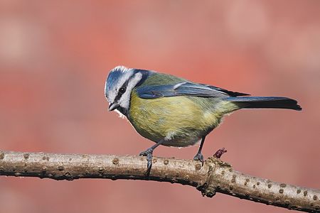 Cyanistes caeruleus lit from the front by the sun, and from behind by sunlight reflected from a window