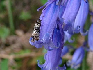 <i>Hysterophora maculosana</i> species of insect