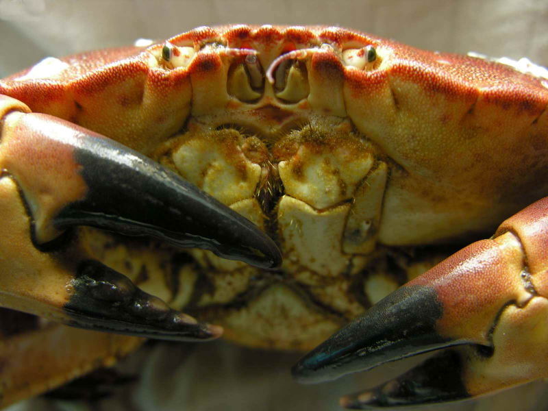 Close up of a crab from the front