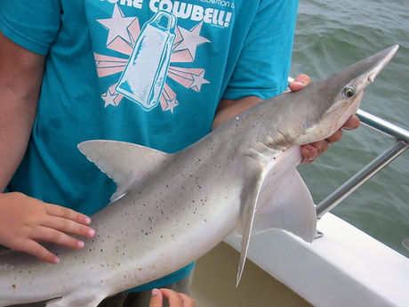 Requin-marteau tiburo