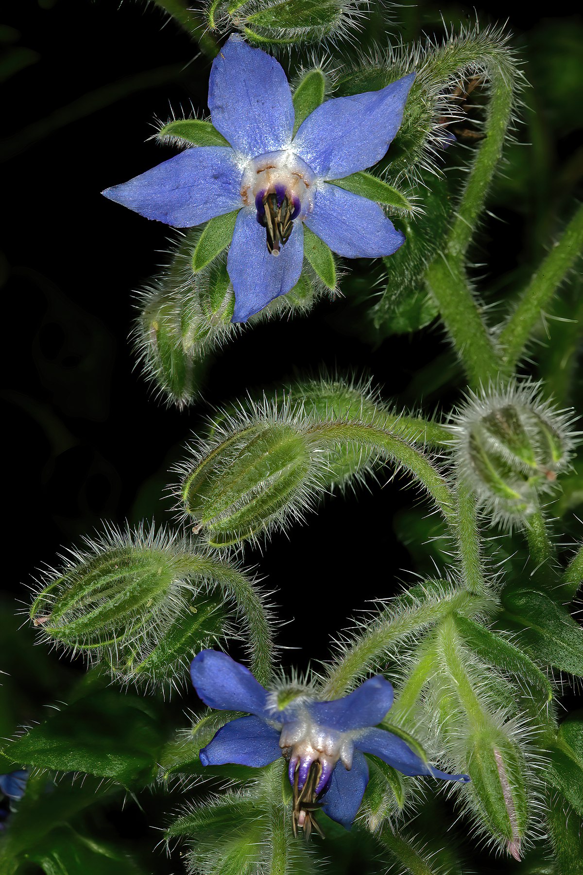 Buy Borage Seeds borago Officinalis Organic Online in India - Etsy