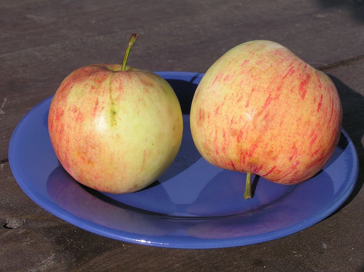 Морозостойкая яблоня Боровинка: описание, фото