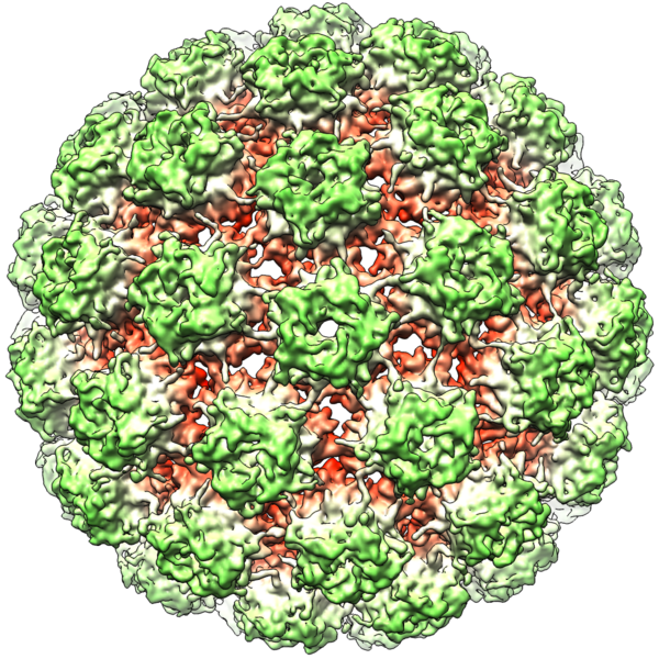 Fájl:Bovine Papillomavirus Capsid.png