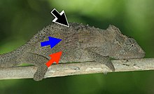 Male Transkei dwarf chameleon, submissive coloration Bradypodion caffrum submissive.jpg