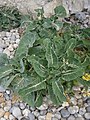 Brassica oleracea leaf