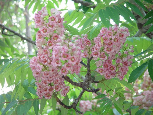 Bretschneidera sinensis (Thai: ชมพูภูคา Chompoo Phu Kha), a tree threatened by habitat loss that in Thailand is found only in this range