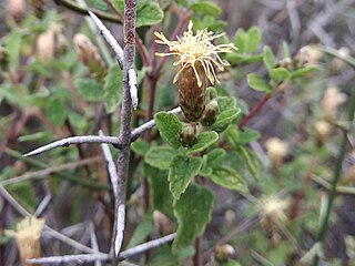<i>Brickellia veronicifolia</i> Species of flowering plant