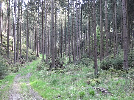 Brilon Naturschutzgebiet Steinbecke (1)