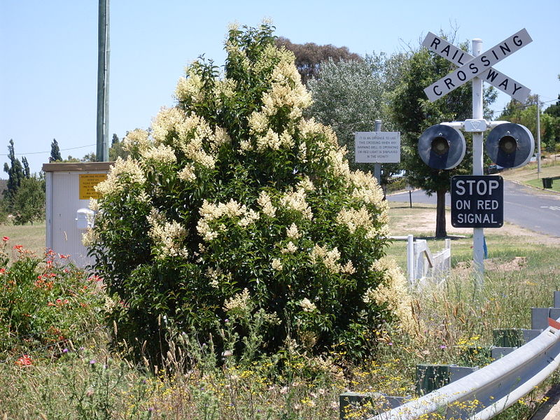 File:Broad-leaf privet (3210559091).jpg