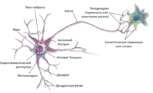 Строение многополярного нейрона