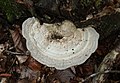 Trametes gibbosa