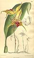 Bulbophyllum uniflorum (as syn. Bulbophyllum galbinum) plate 8216 in: Curtis's Bot. Magazine (Orchidaceae), vol. 134, (1908)