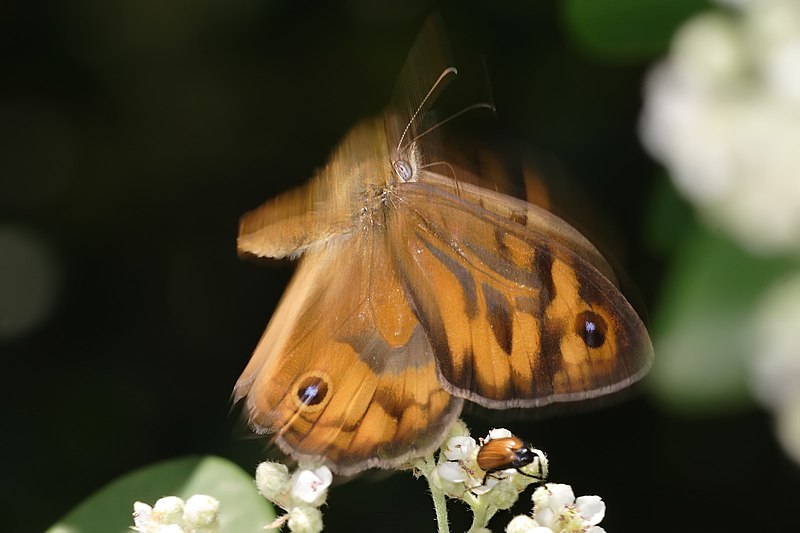 File:Butterfly midflight.jpg