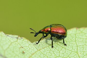 Rhynchites sp. (Coleoptera - Curculionoidea - Rhynchitidae)