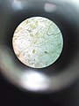 Células vegetais vistas sob um microscópio de luz.jpg