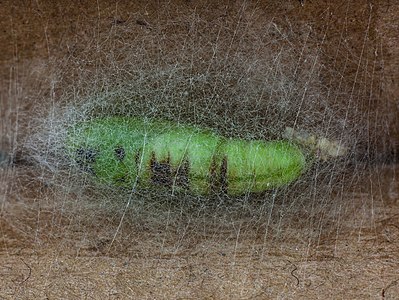 Pupa of cabbage looper