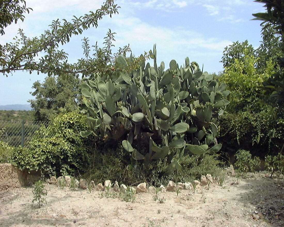 File:Cactaceae0.jpg