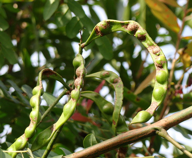 File:Caesalpinia spinosa in Ceret Park São Paulo 001.jpg