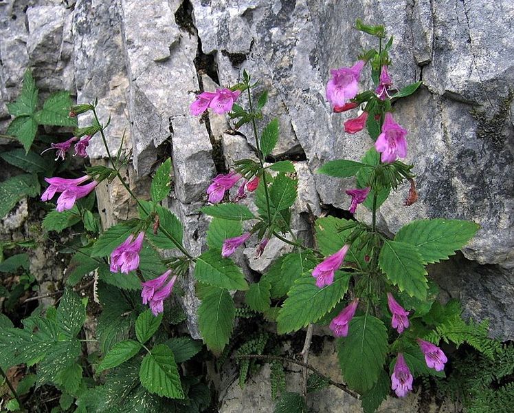 File:Calamintha grandiflora - Snežnik 2.jpg