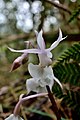 Calanthe arisanensis