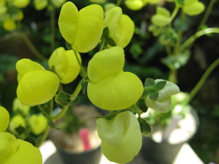 Tập_tin:Calceolaria_glandulosa2.jpg