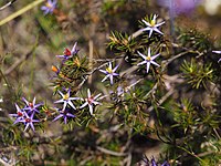 Calectasia cyaneaType species