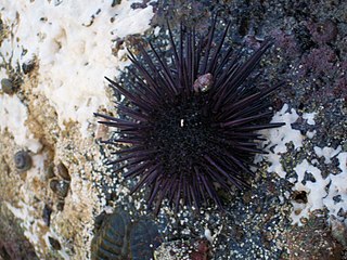 <span class="mw-page-title-main">Sea urchins of the Gulf of California</span>
