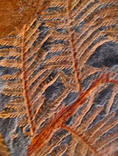 Fossilized fronds of the Carboniferous seed fern Callipteridium Callipteridium fossil cropped.png