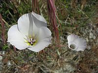 Calochortus invenustus