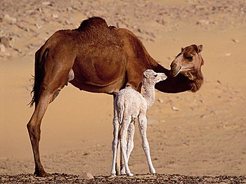 ناقة عربيَّة مع حوَّارها (صغير الجمل الرضيع الذي لم يتجاوز عُمره ستة أشهر) على مقرُبة من مدينة طرفاية، بِالمغرب