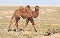 Camelus bactrianus in western Mongolia 06.jpg