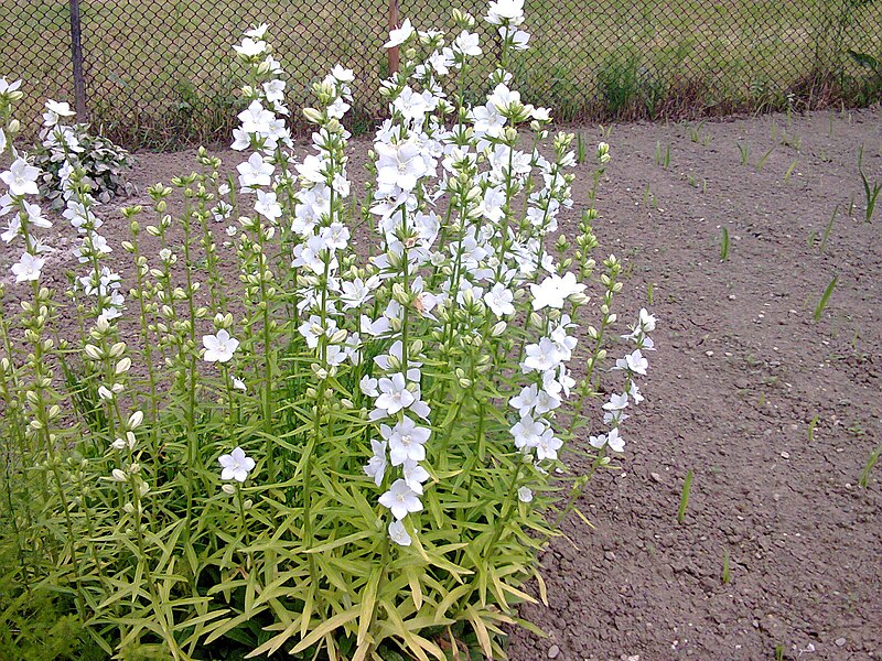 File:Campanula persicifolia – Transylvania 1.jpg