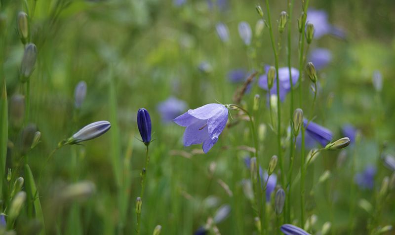 File:Campanula rotundifolia-789.JPG