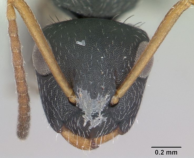 File:Camponotus sanctaefidei casent0173447 head 1.jpg