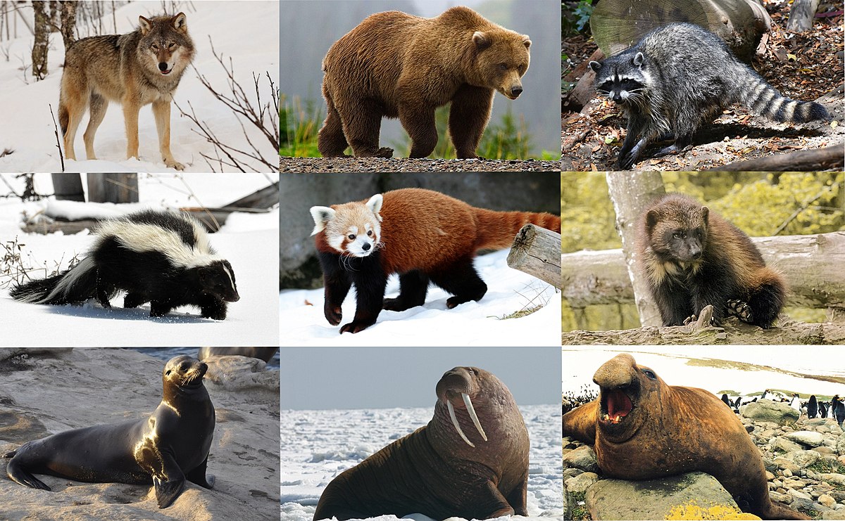 are dogs descendants of bears